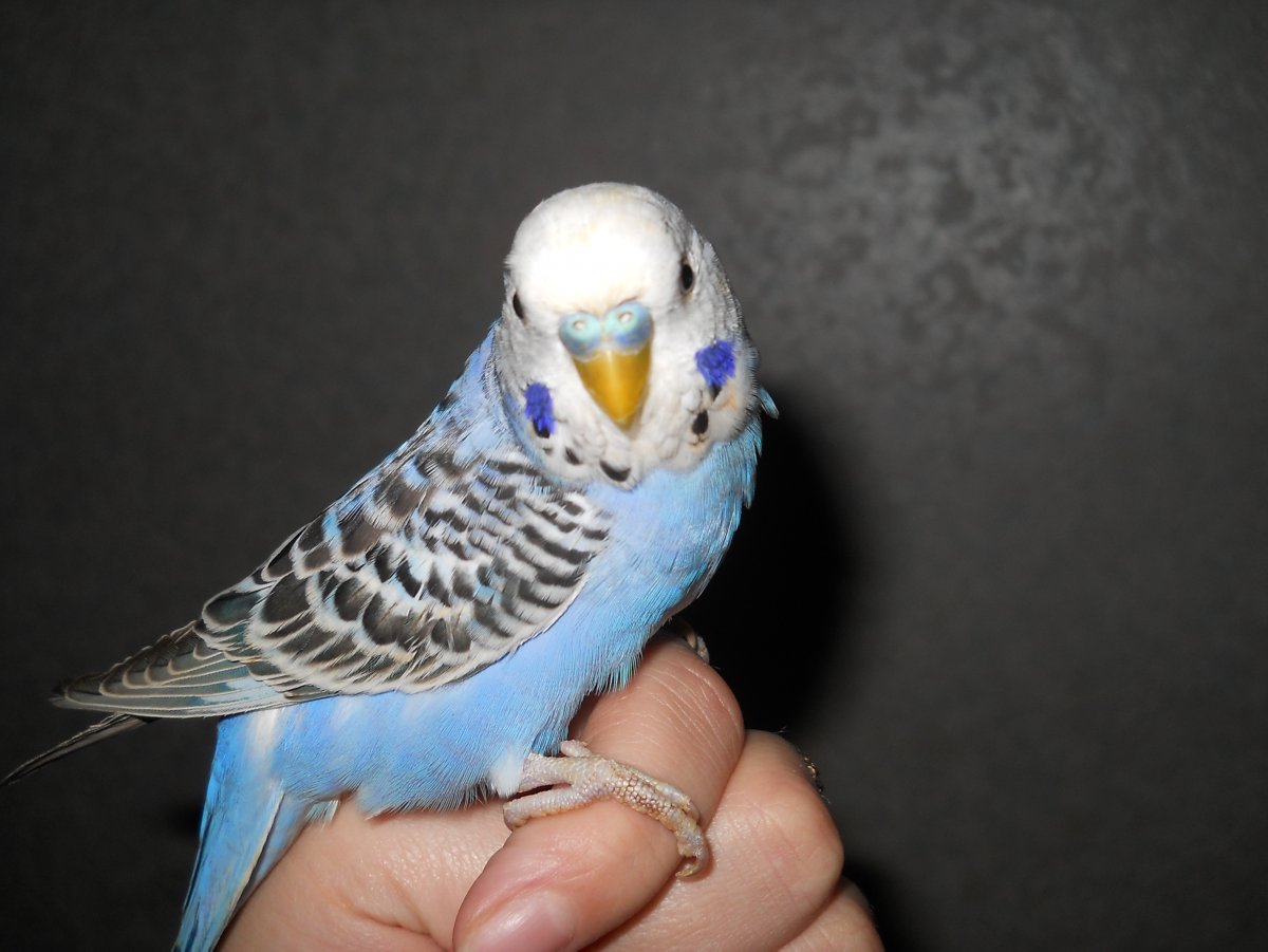 Разводчик волнистых попугаев