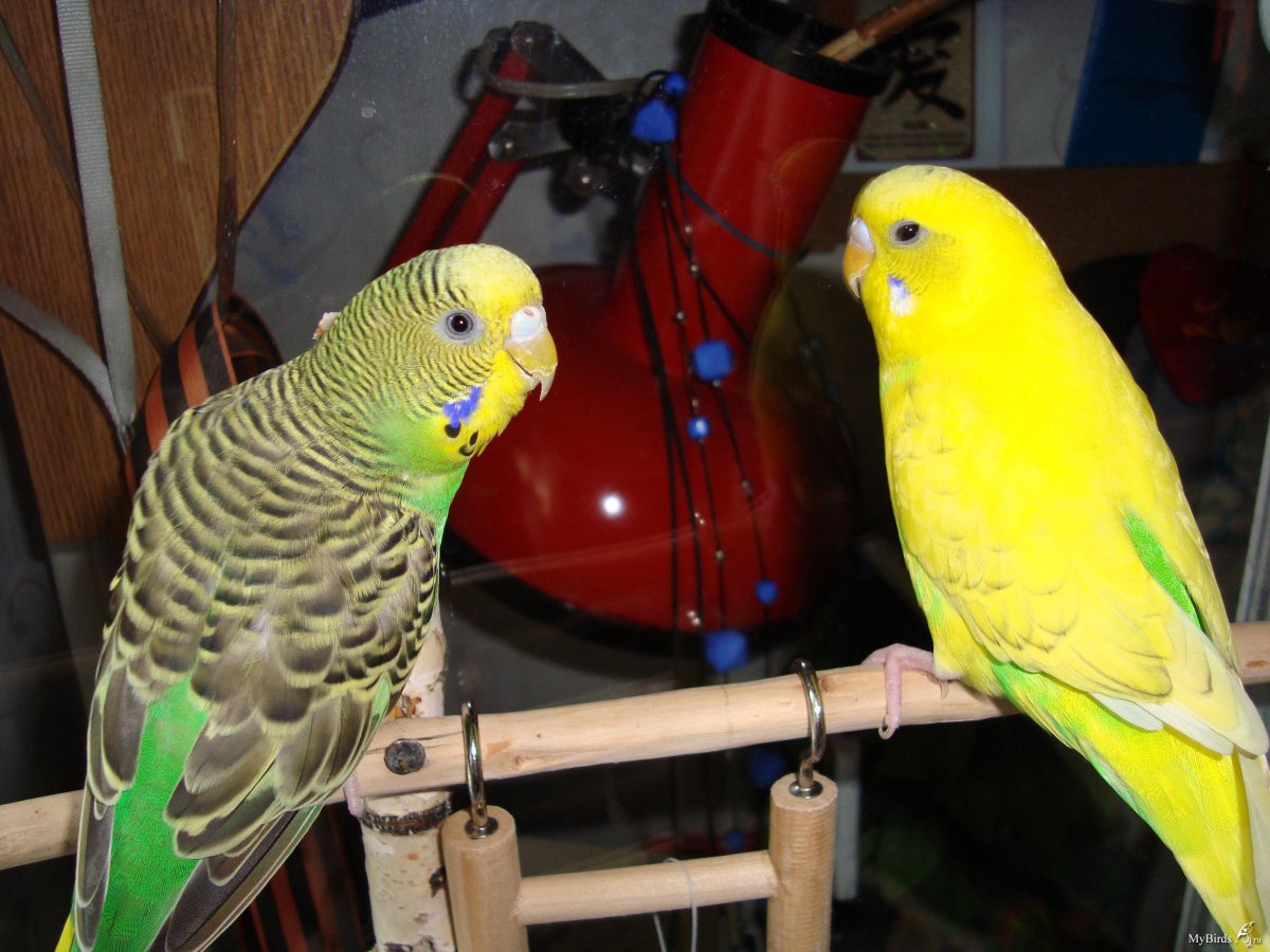 Волнистый попугай