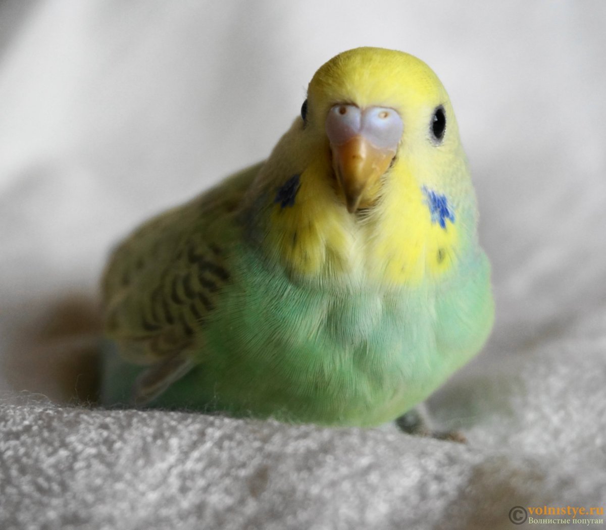 Волнистый попугай Budgie
