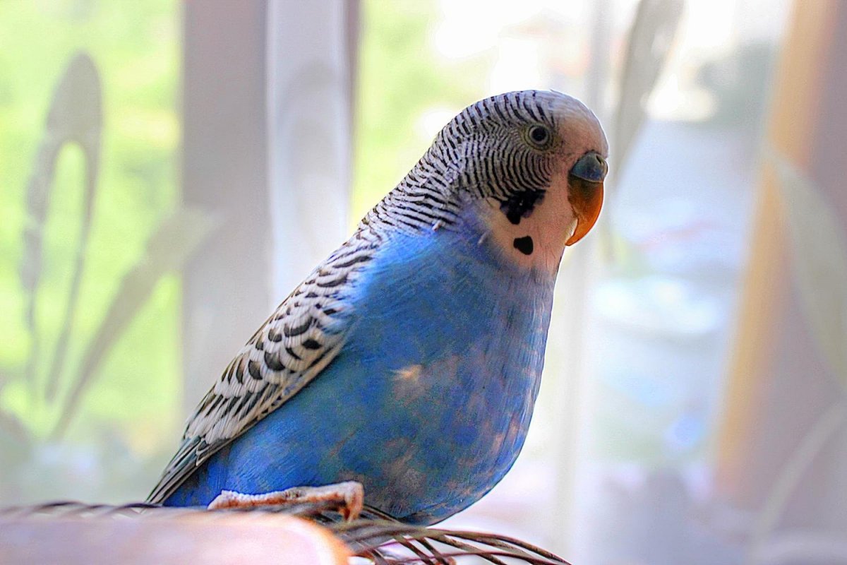 Волнистый попугай окраса Пинто