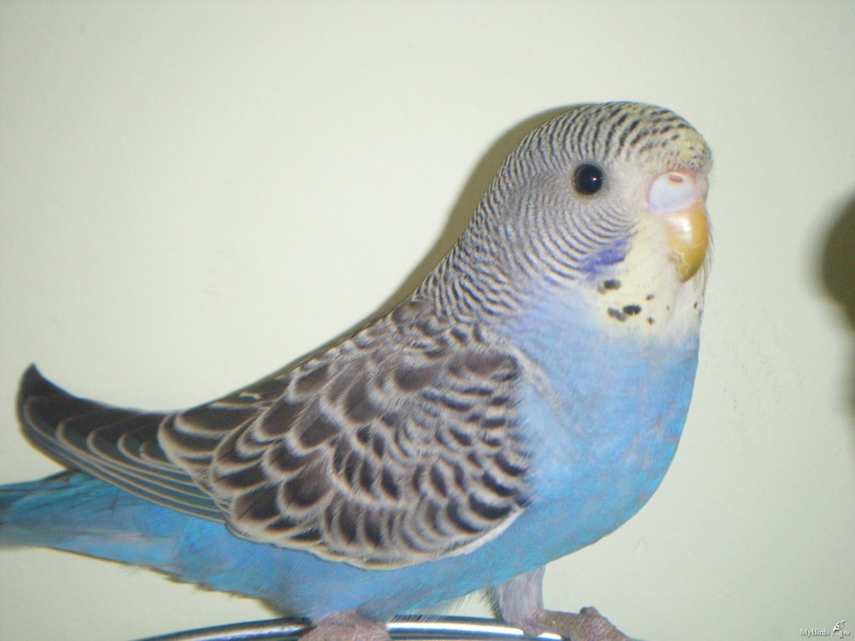 Голубой волнистый попугайчик самка