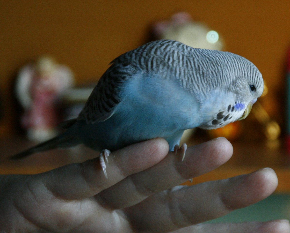 Дикий волнистый попугайчик