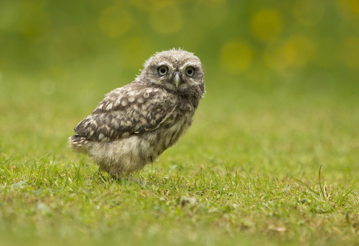 Сова в траве