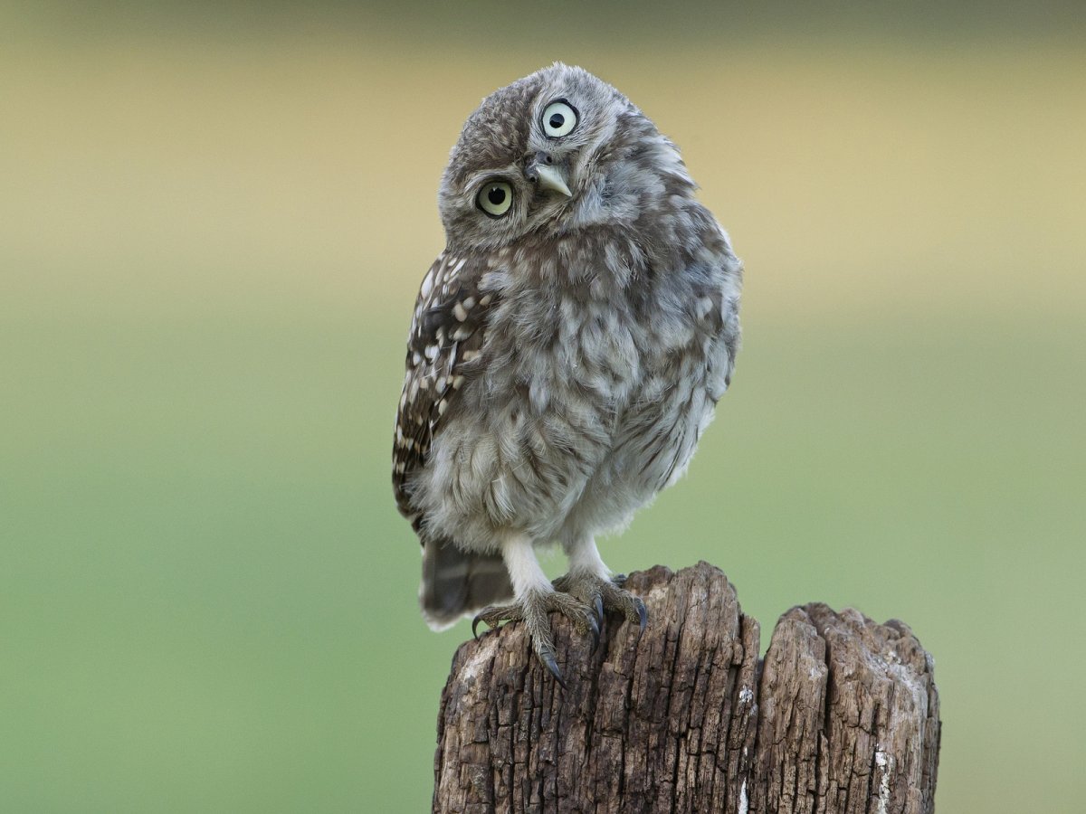 Смешные Совы