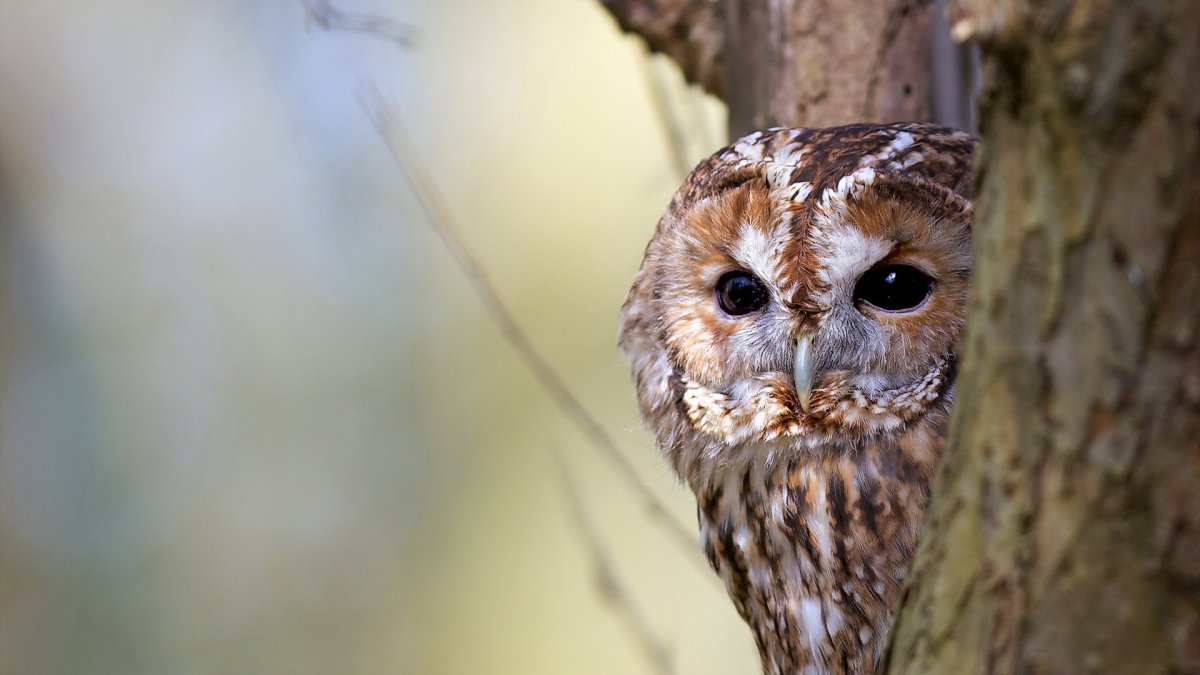 Рыженогая неясыть