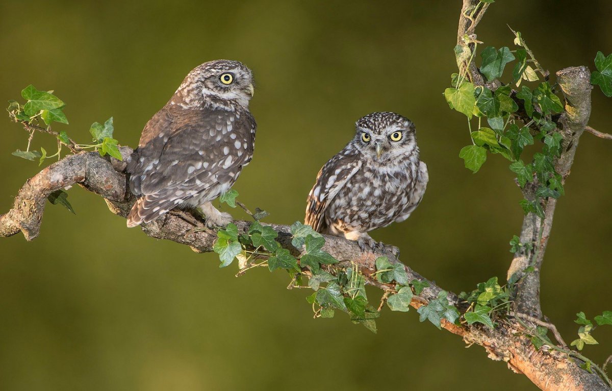 Воробьиный Сыч птенец
