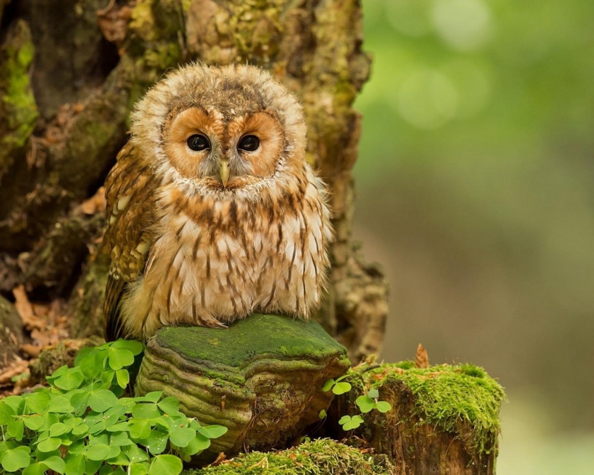 Лесные животные Сова