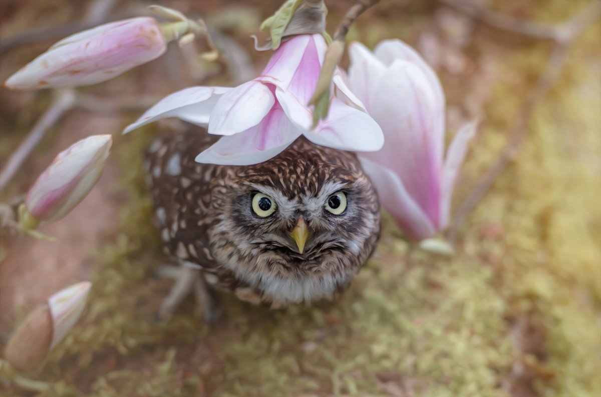 Кроличий Сыч