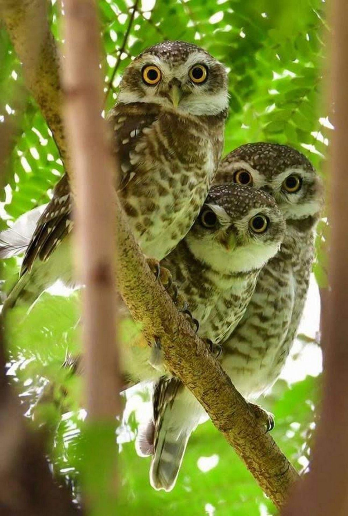 Милые Совята