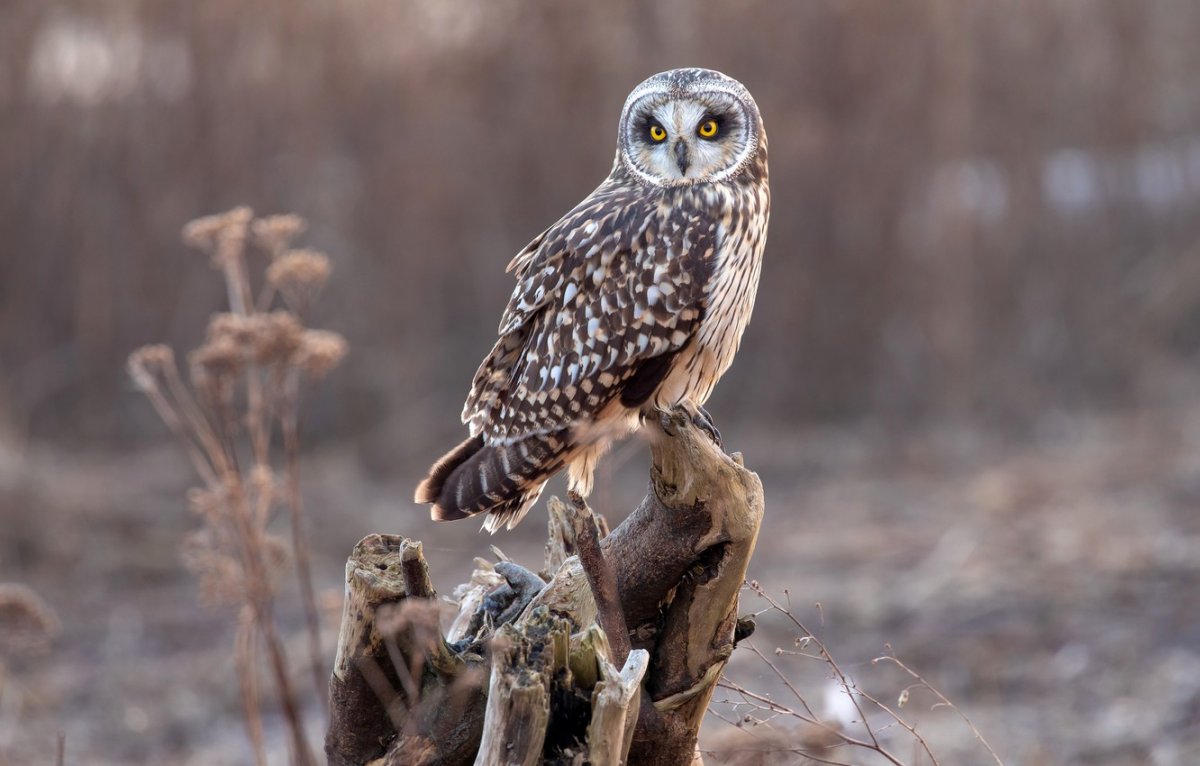 Настоящие Совы