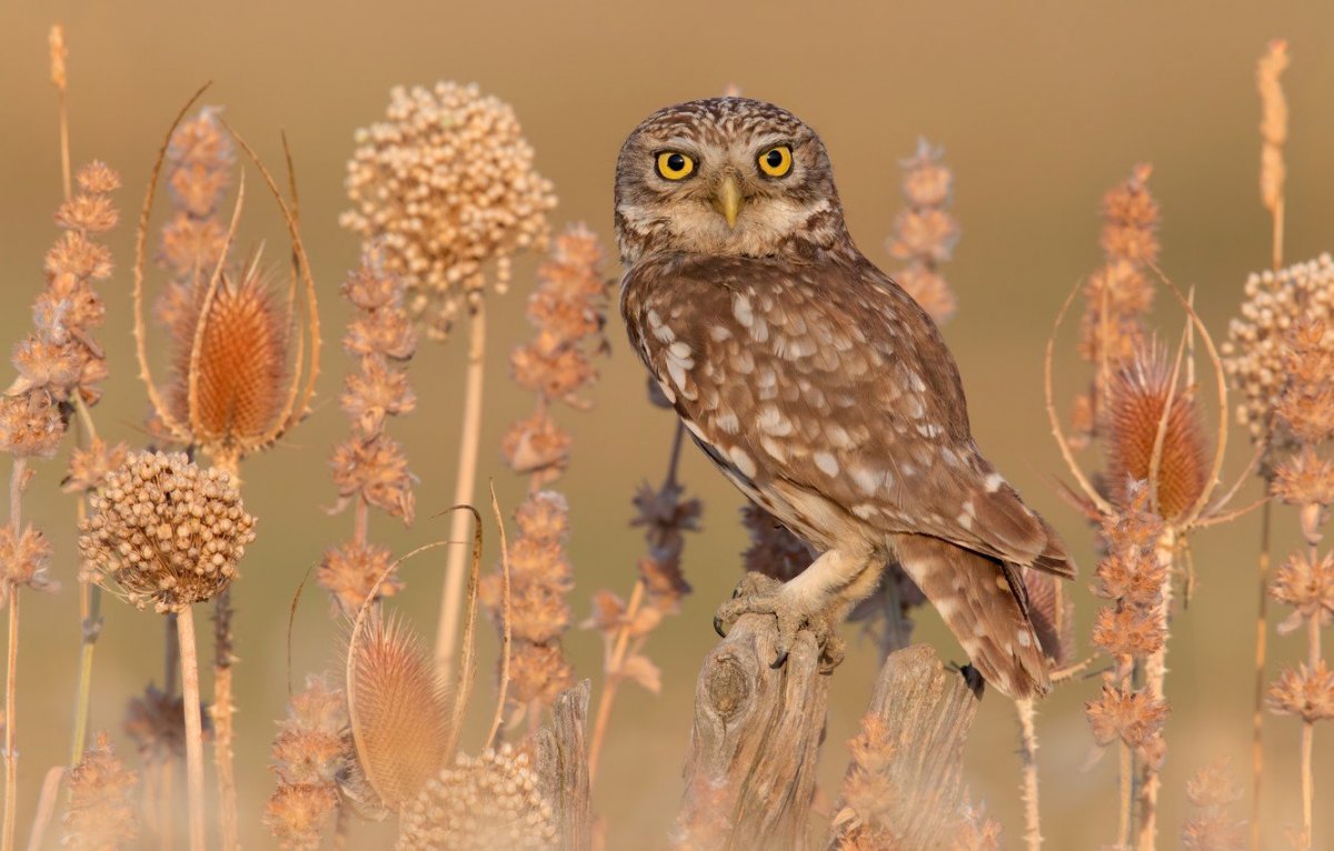 Сыч Казанский