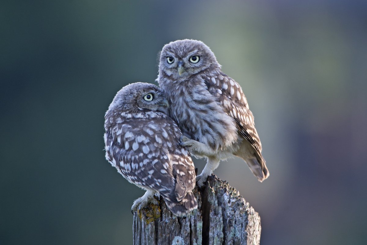 Сыч птица птенец