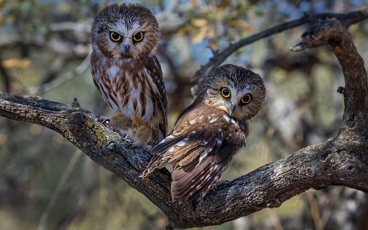 Совята на ветке