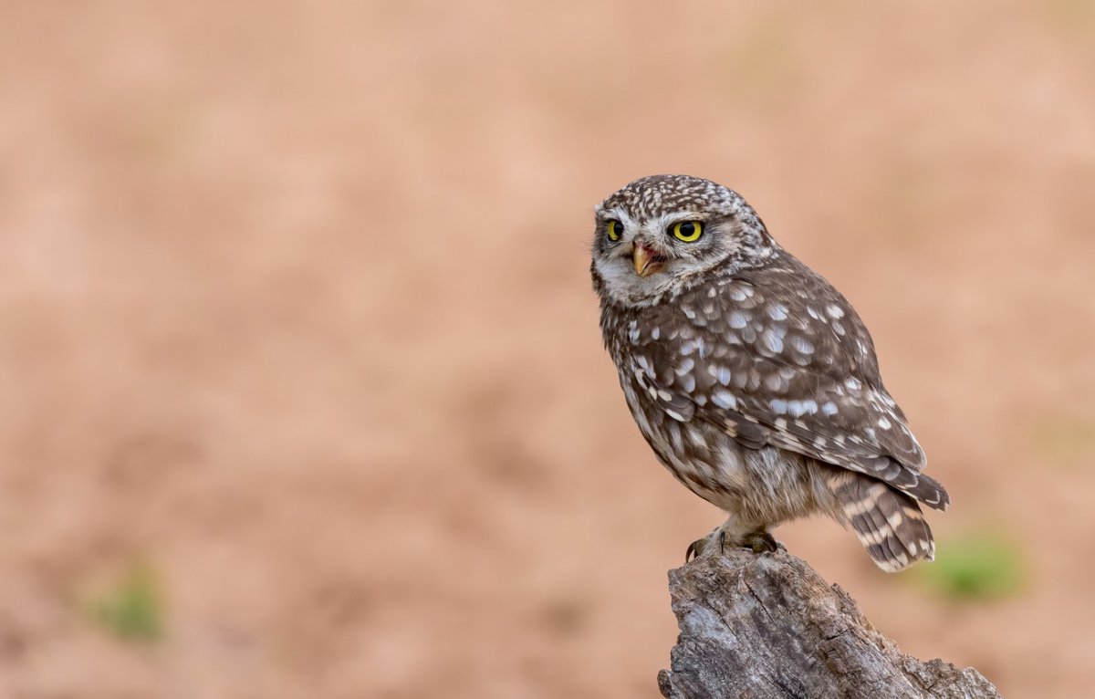 Домовый Сыч