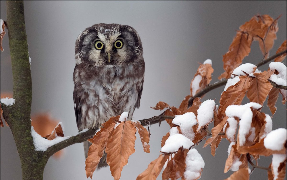 Мохноногий воробьиный Сыч