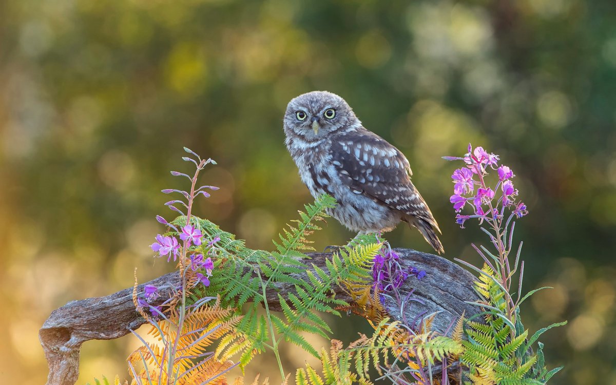 Североамериканский мохноногий Сыч