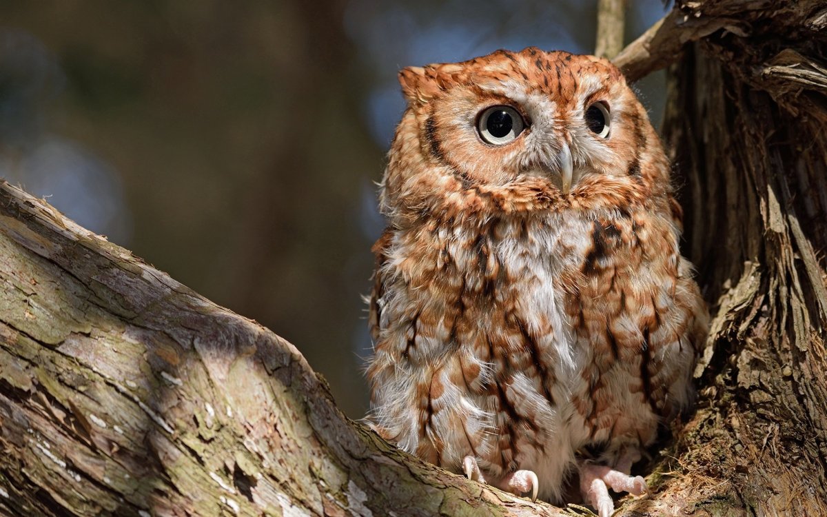 Сова на ветке