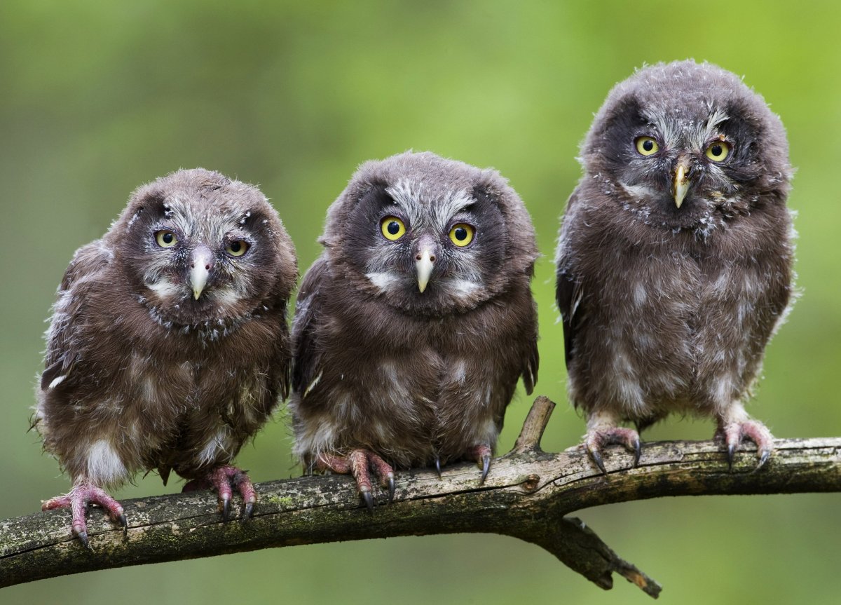 Мохноногий Сыч птенец