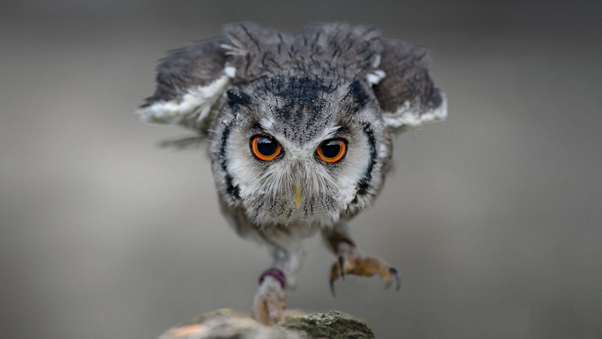 Красивый Совенок