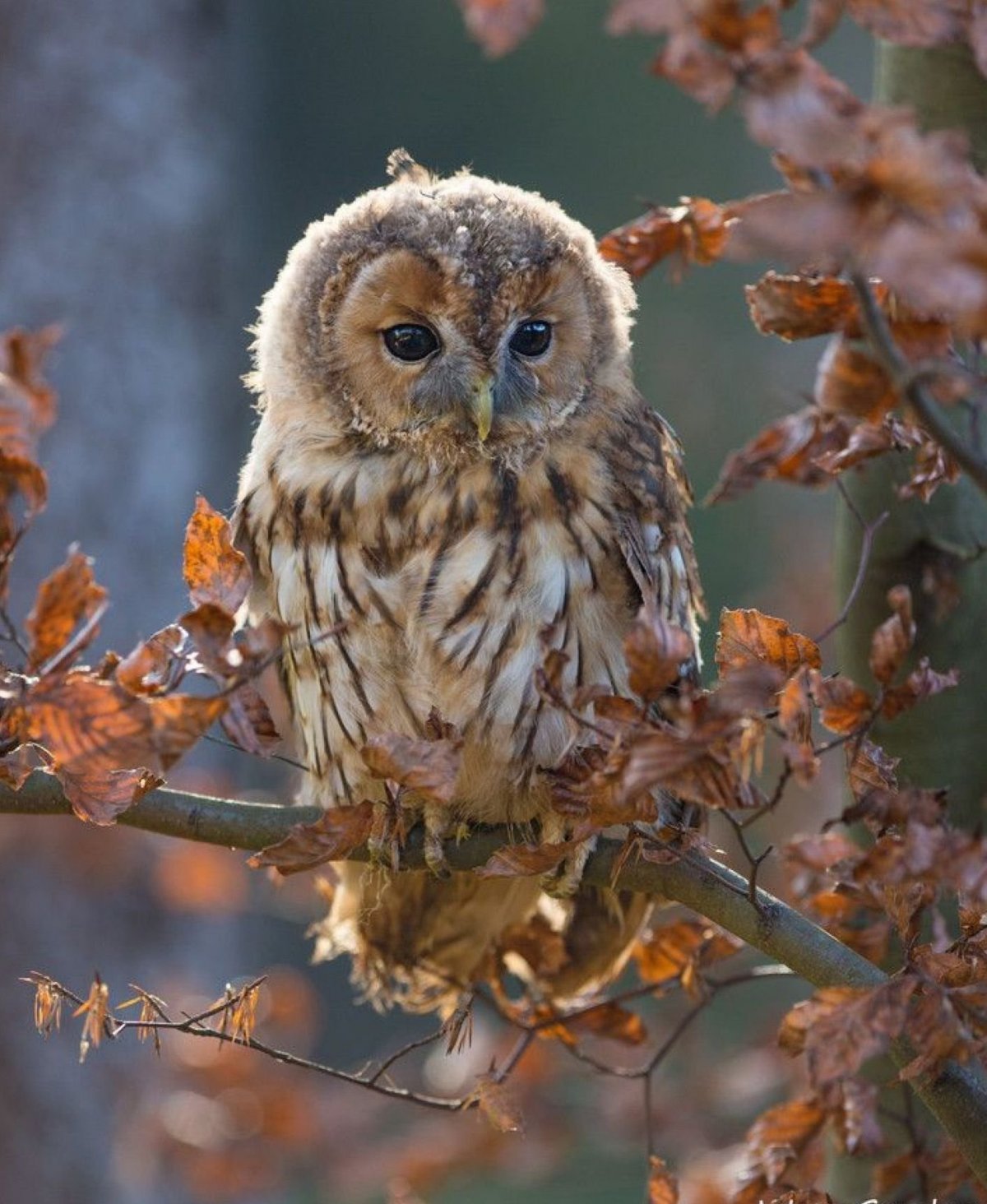 Совенок неясыти