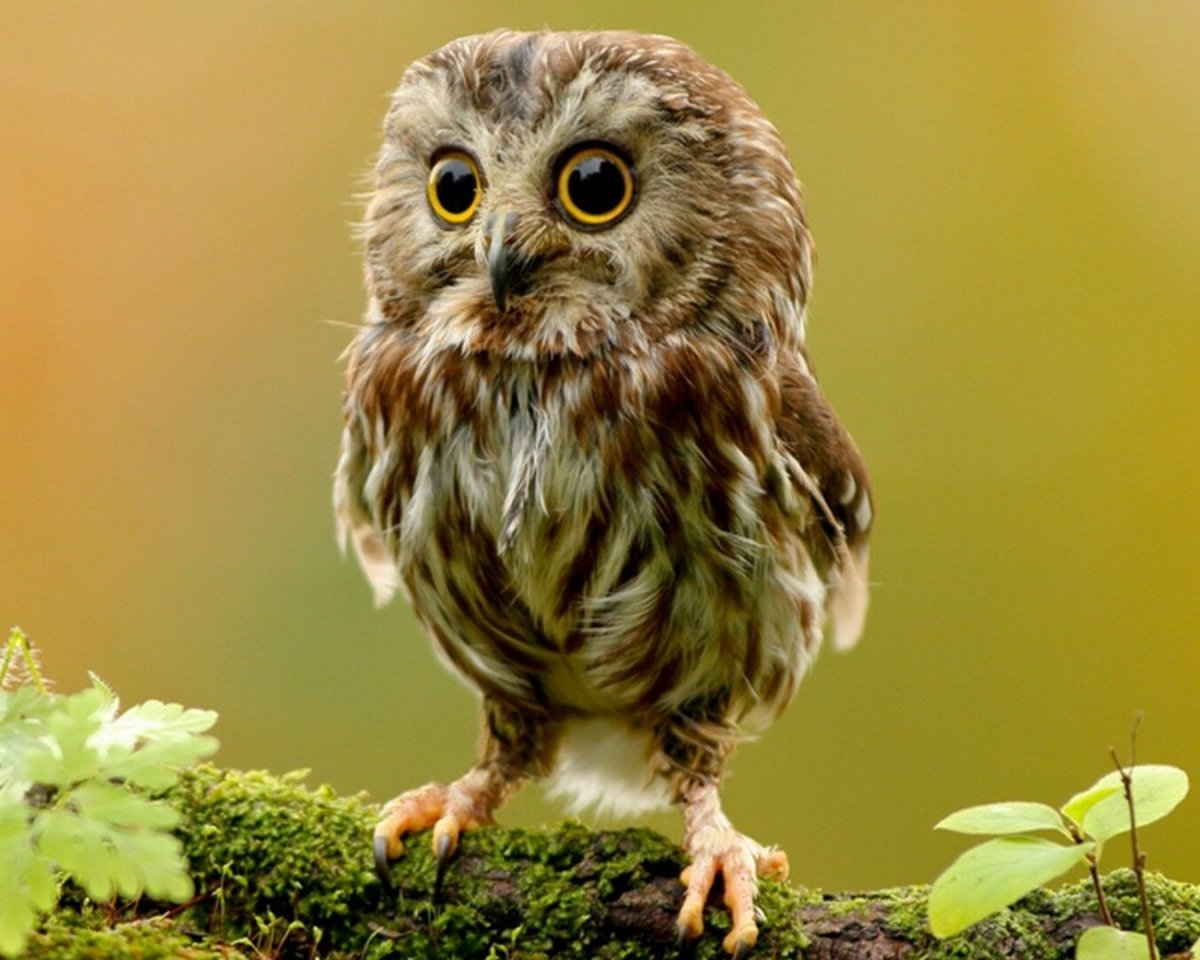 Домовый Сыч птенец