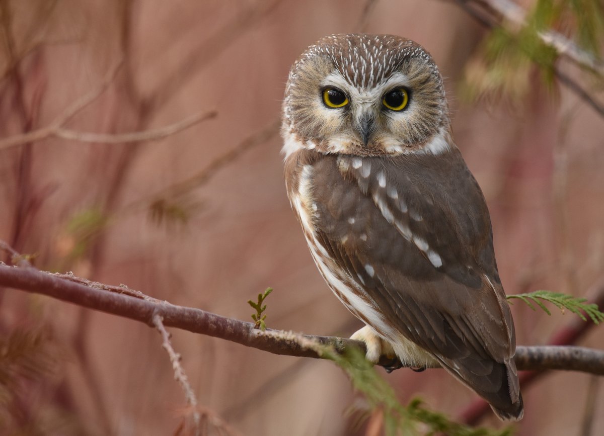 Североамериканский мохноногий Сыч