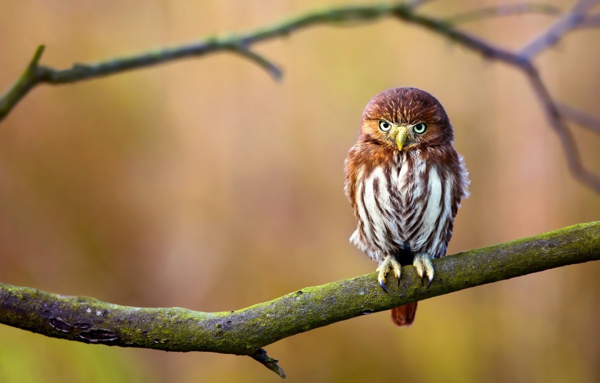 Ferruginous Pygmy Owl