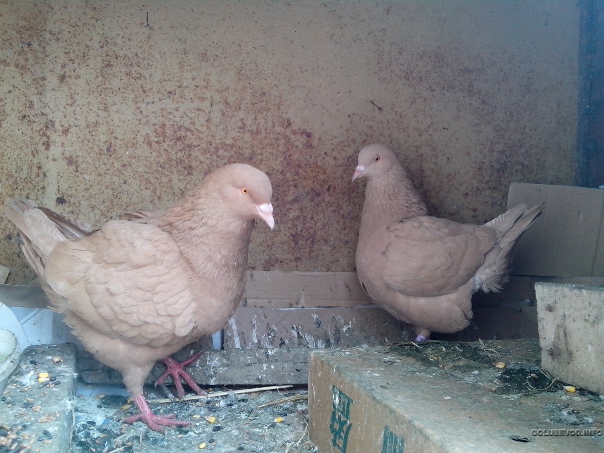 Голуби породы Кинг