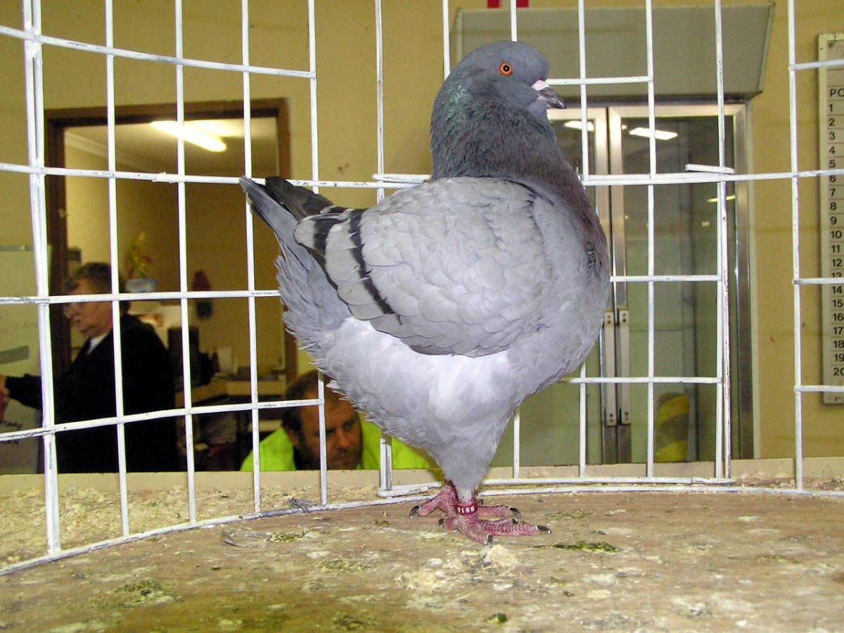 Голуби породы Кинг