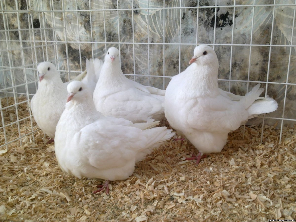 Порода голубей Тексан