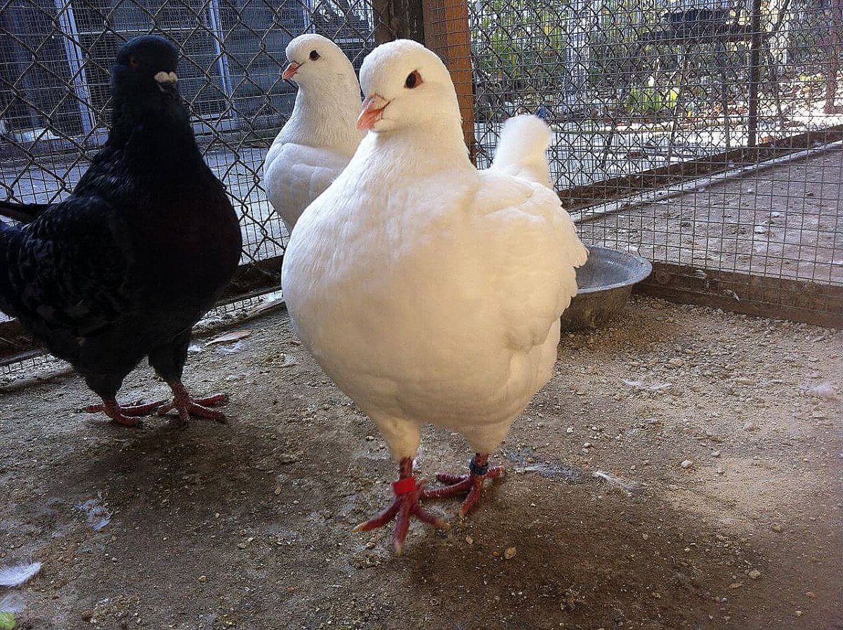 Порода голубей Карно