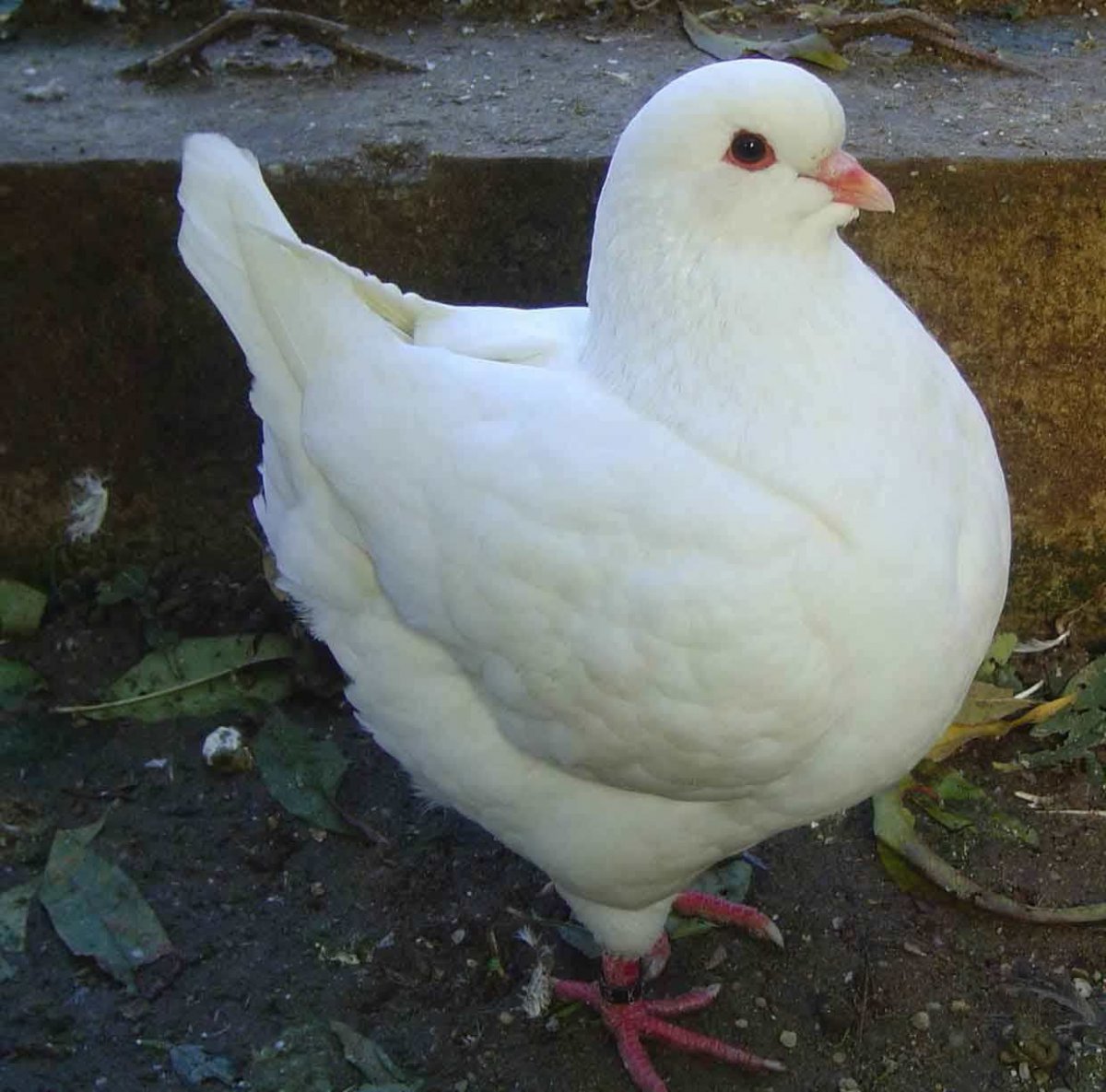 Голуби породы Апатин