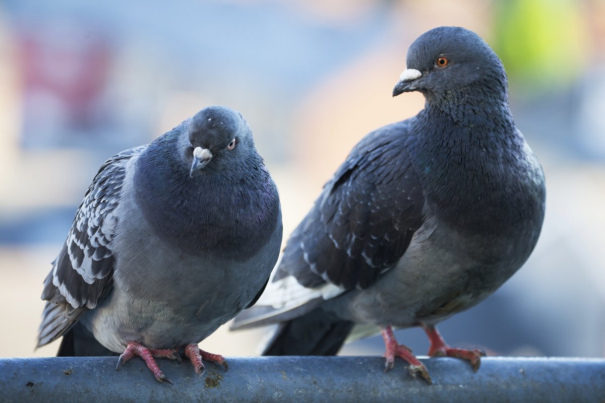 Голуби Кинги