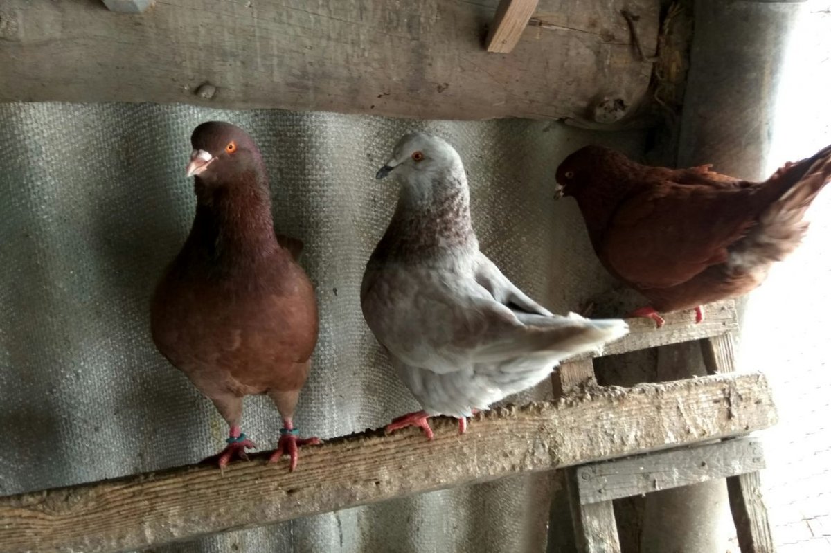 Порода голубей монден