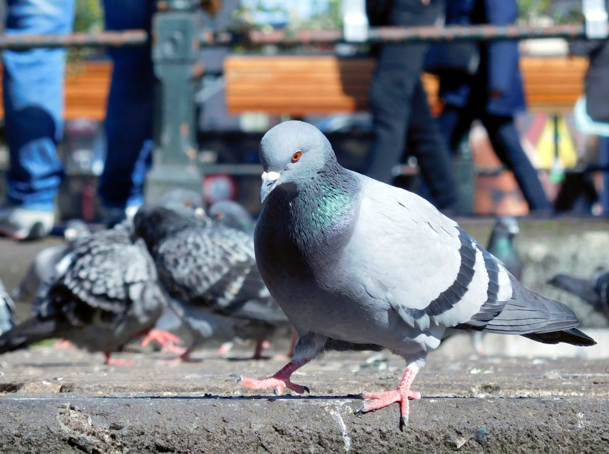 Довольный голубь