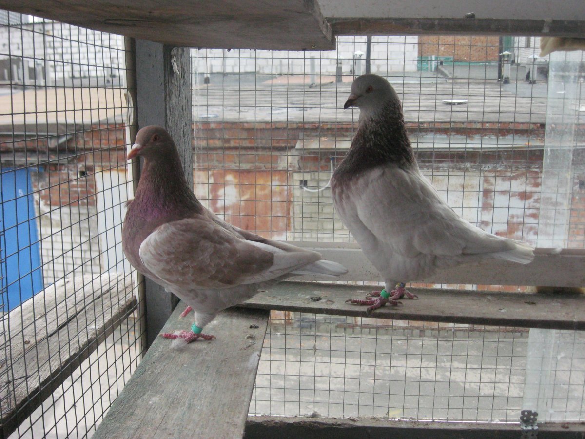 Голуби английская Модена