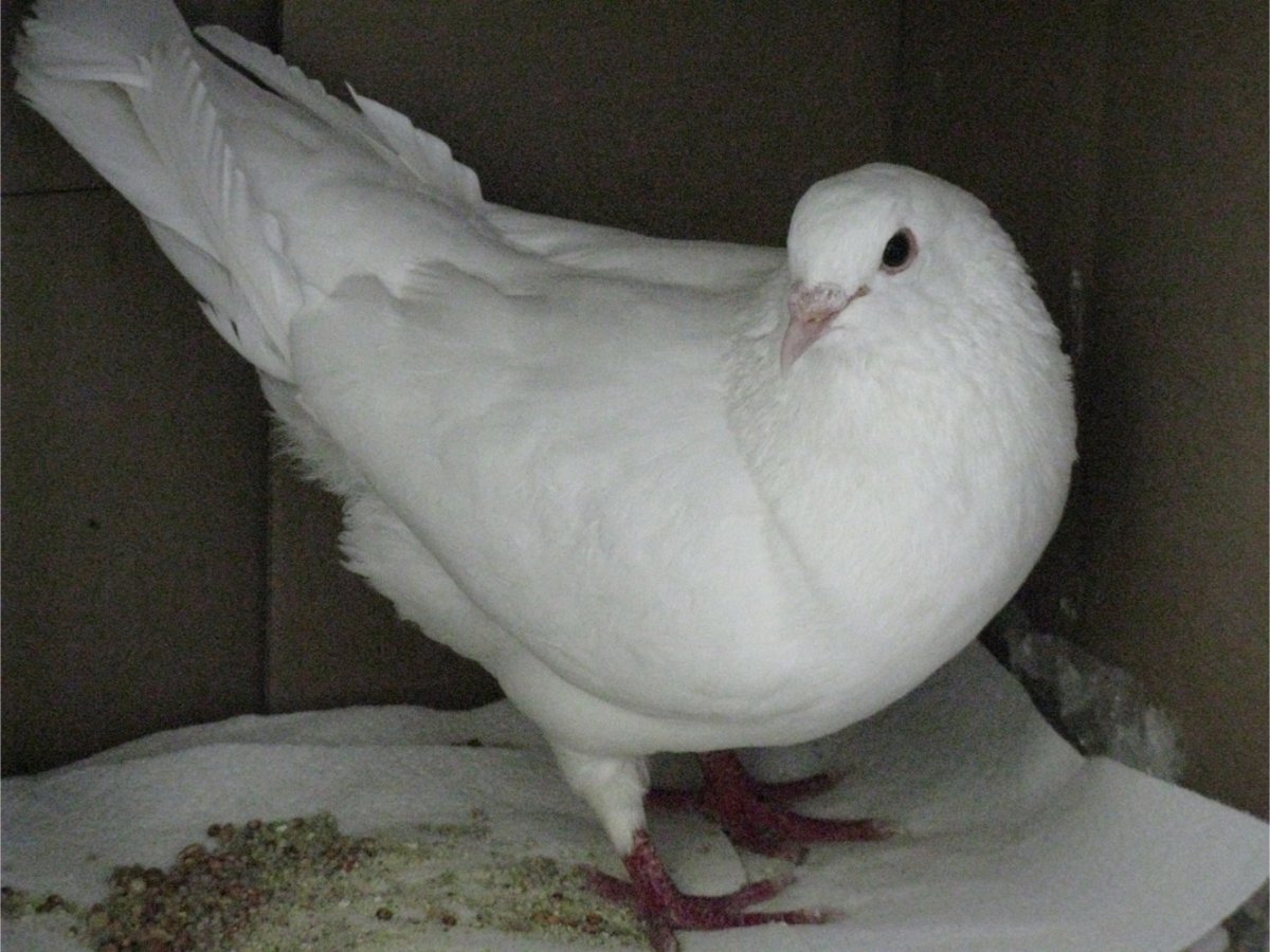 Голуби породы Лахор