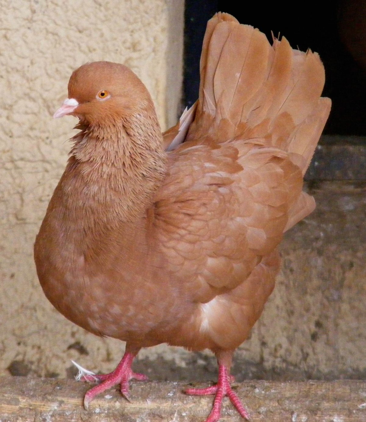 Голуби породы Кинг