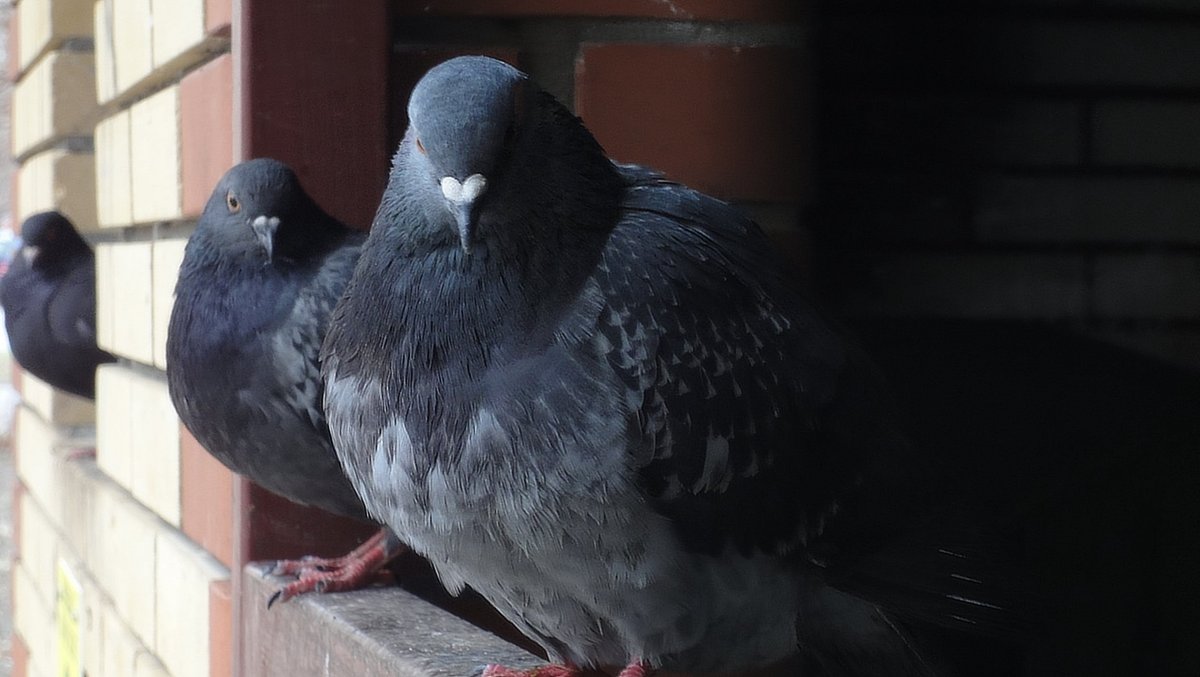 Голуби породы Богемская космоногая