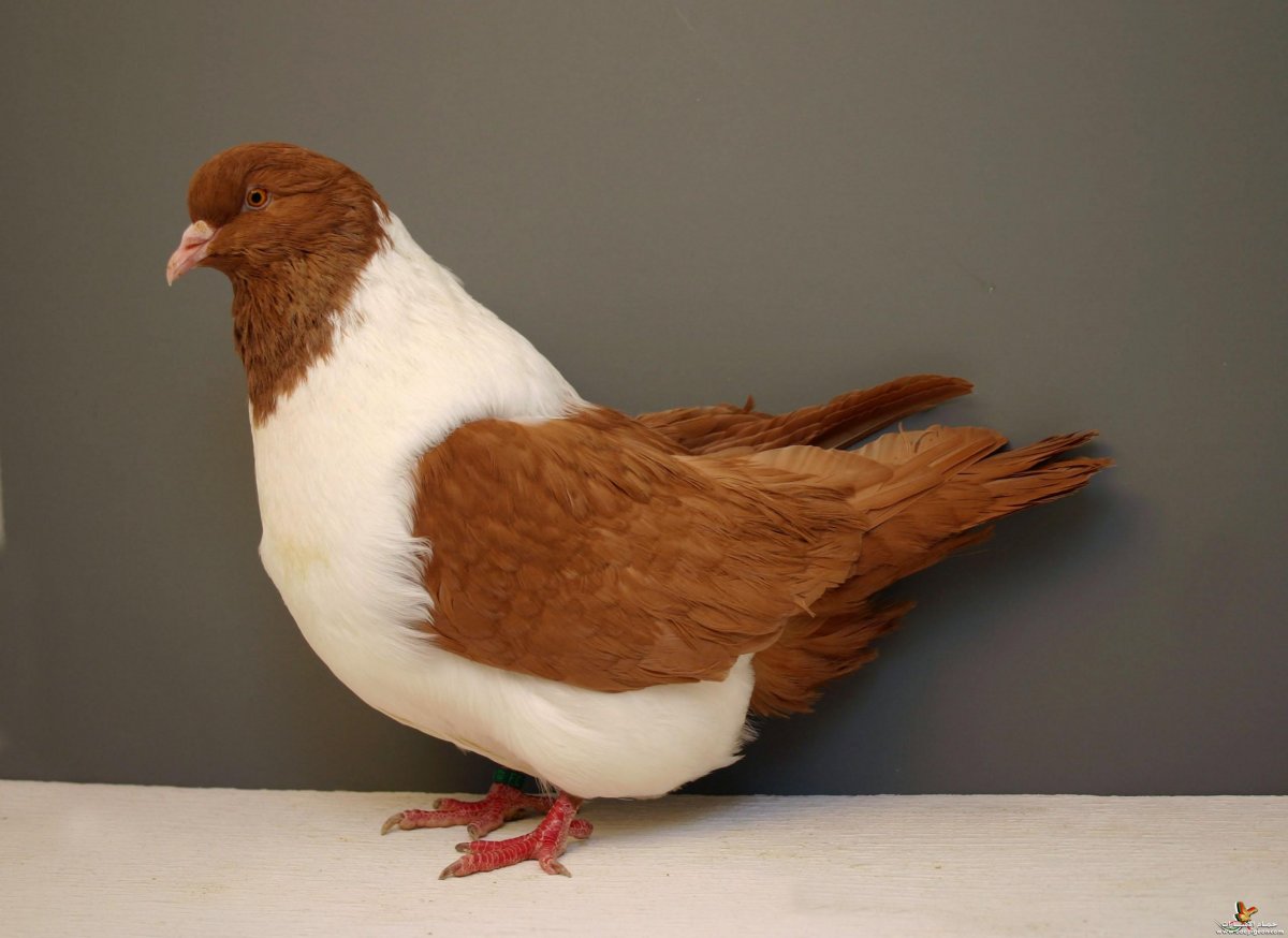 Мясная порода голубей Кинг