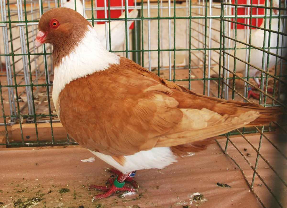 Мясная порода голубей Кинг