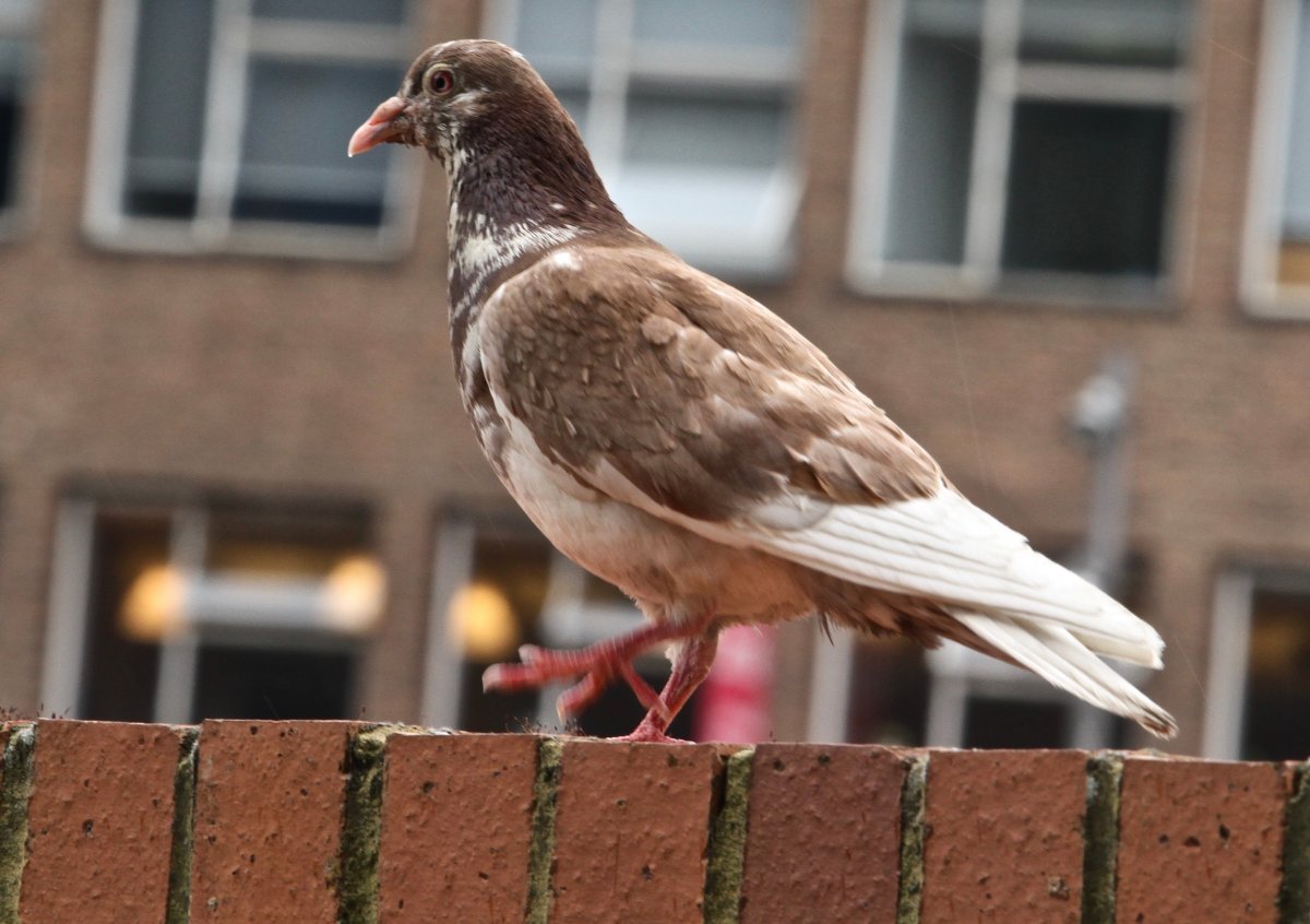 Голуби породы Лахор