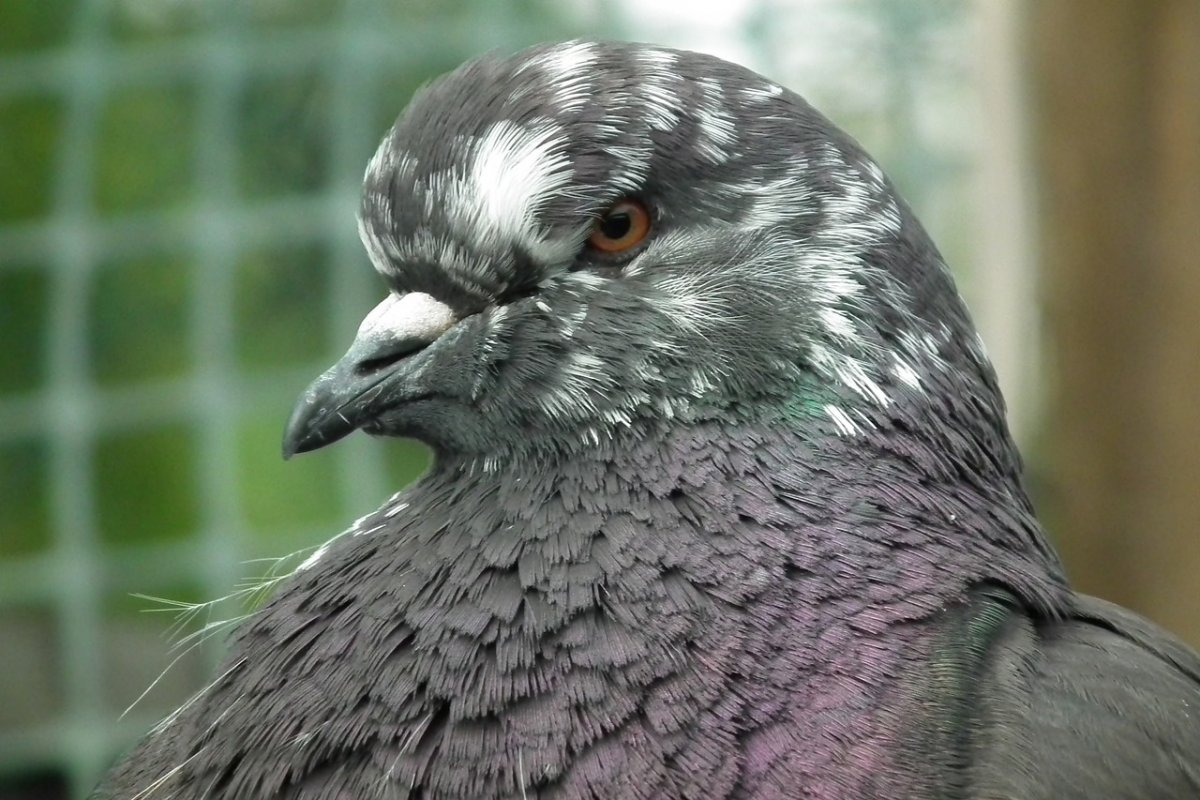 Порода мясных голубей Тексан