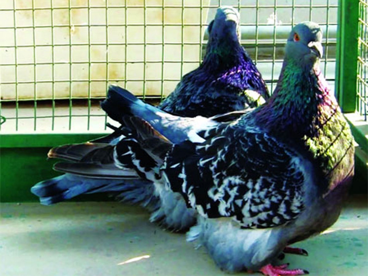 Мясная порода голубей Кинг