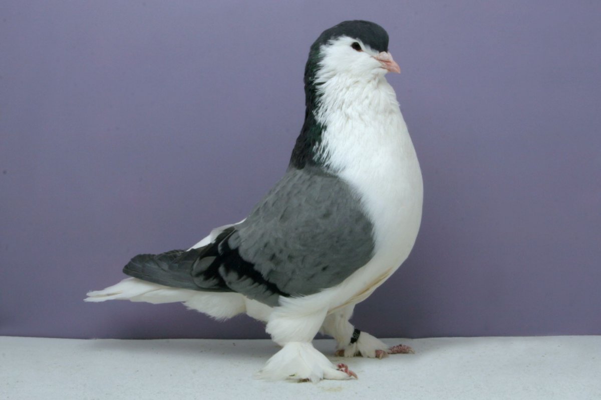 Голуби породы сатинет