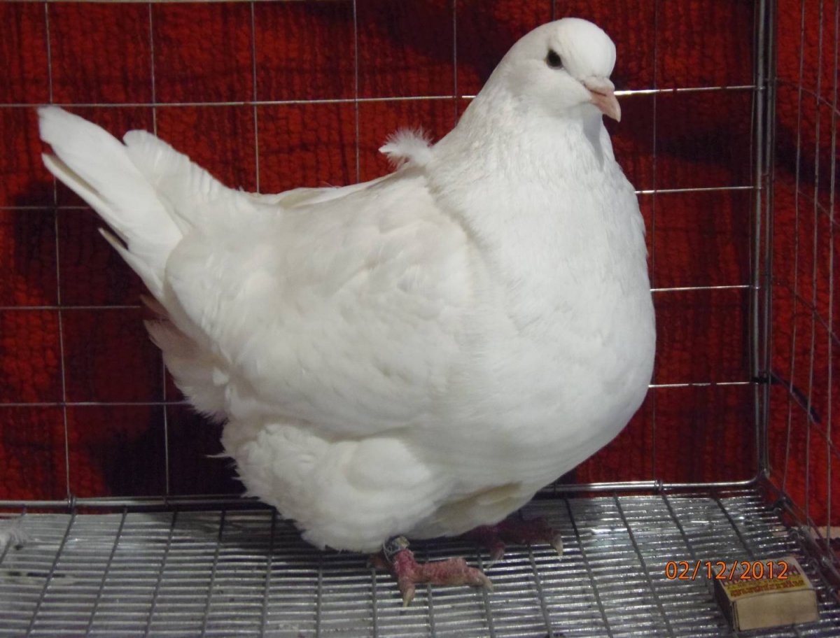 Голуби английская Модена