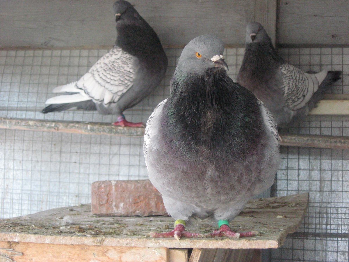 Порода голубей Тексан