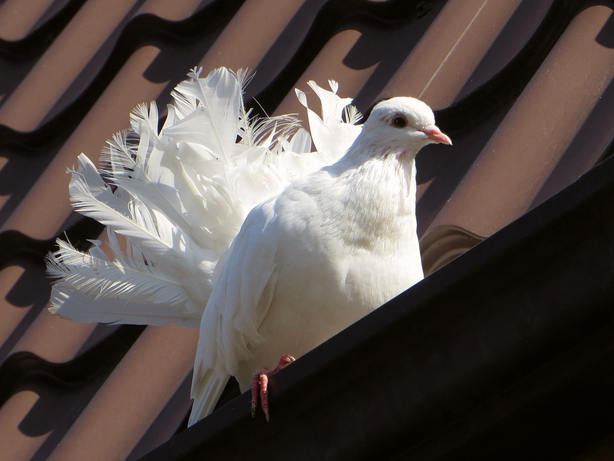 Голуби породы Арденны