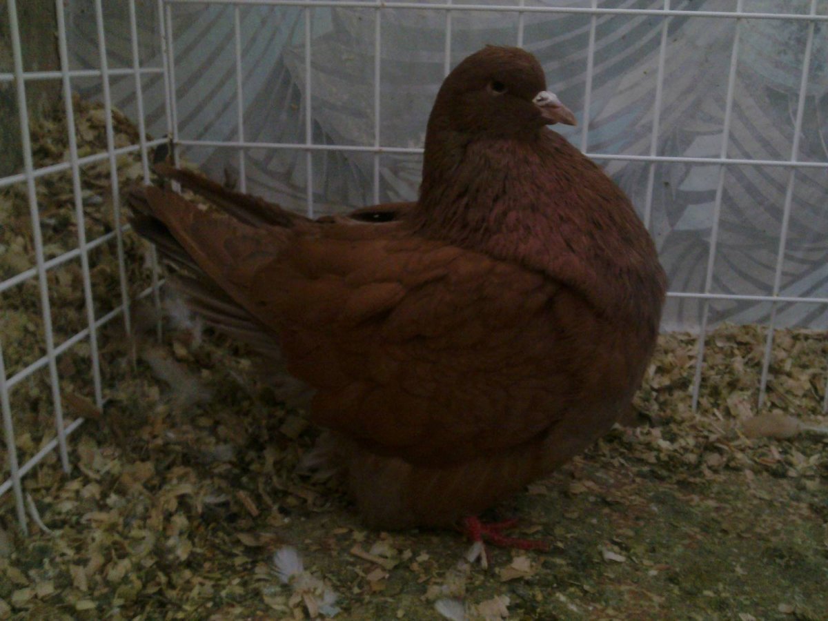 Редкие породы голубей