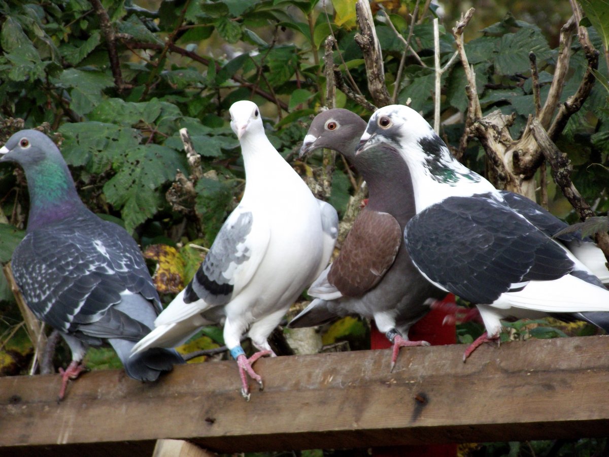 Якобины Павлины голуби